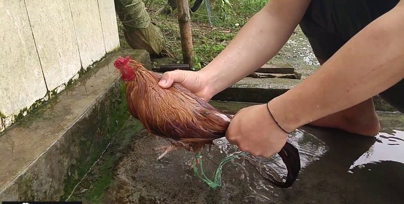 Cách tắm cho gà chọi phù hợp mang lại nhiều lợi ích
