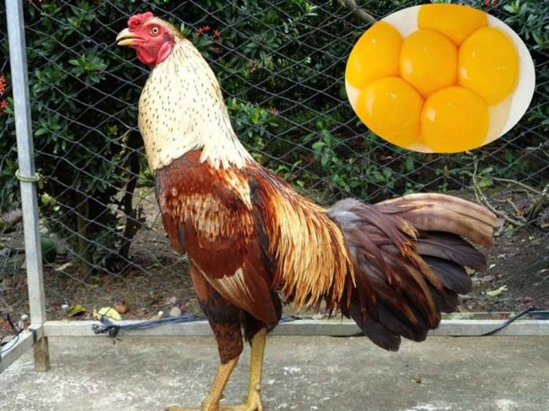 Phương pháp sử dụng lòng đỏ trứng cho gà ăn là gì?