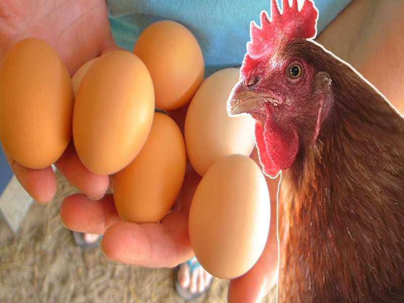 Thời điểm nào thích hợp nhất để cho gà chọi ăn lòng đỏ trứng