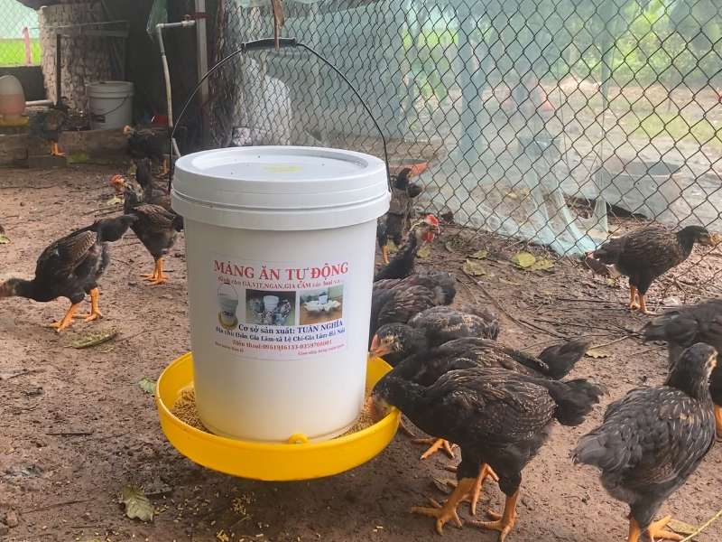Một số lưu ý cho anh em nuôi gà chăm sóc gà tốt hơn khi cho gà uống nước