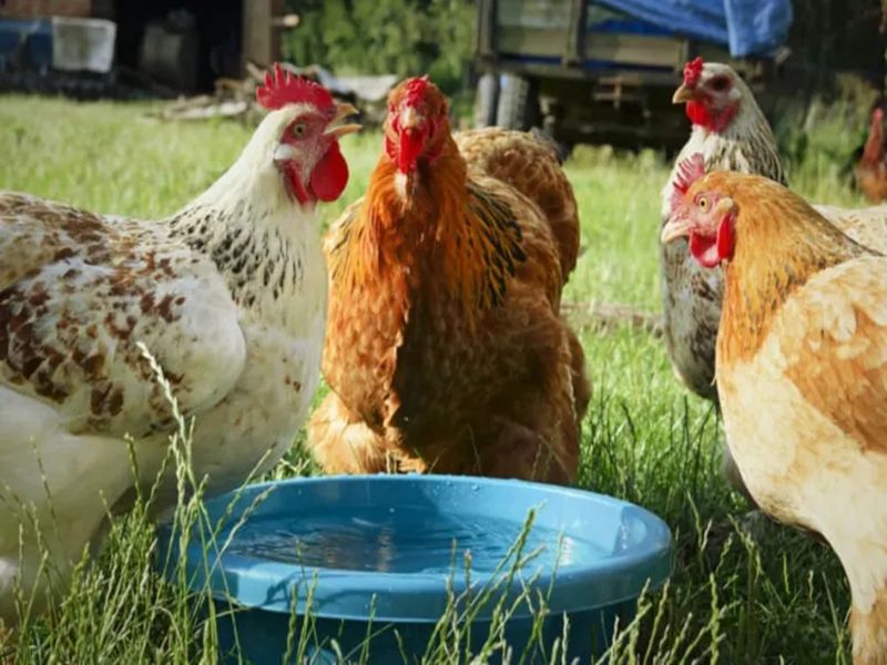 Nước đường cung cấp khá nhiều năng lượng cho gà