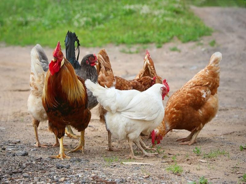 Gà bới tìm sỏi và ăn là hoạt động thường thấy khi nuôi gà