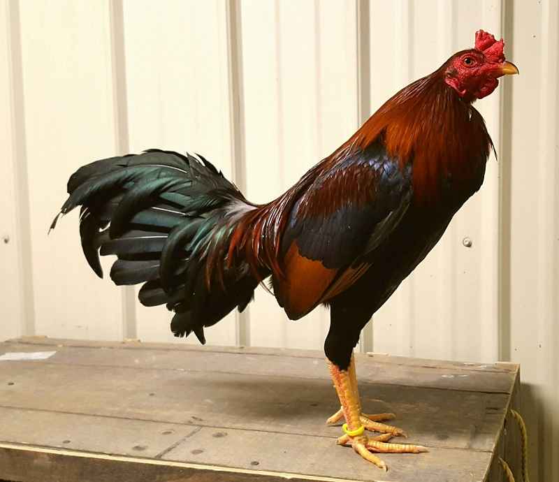 Asil là giống gà nổi danh trong giới chơi gà khi sở hữu ngoại hình lớn, vạm vỡ