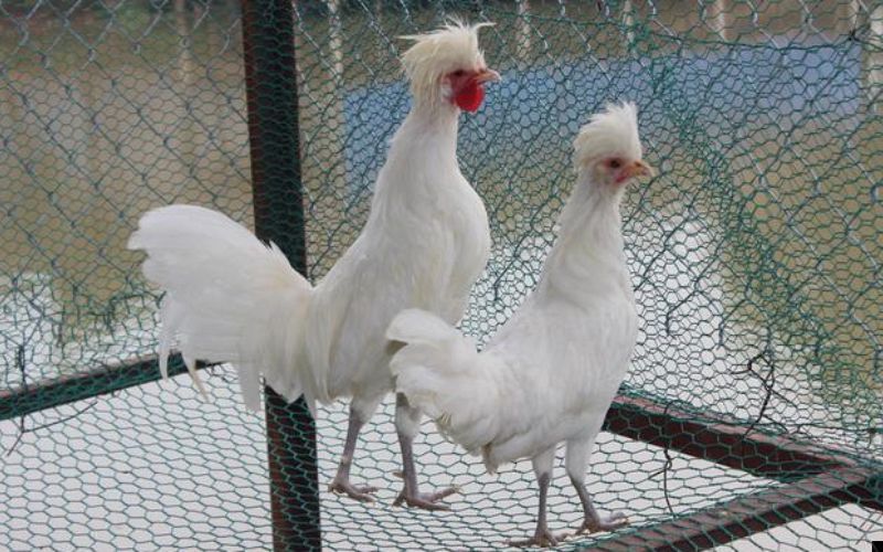 Có hai giống gà kiểng Ba Lan nổi tiếng