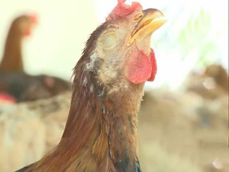 Tìm hiểu các triệu chứng và nguyên nhân dẫn đến việc gà gặp bệnh ORT