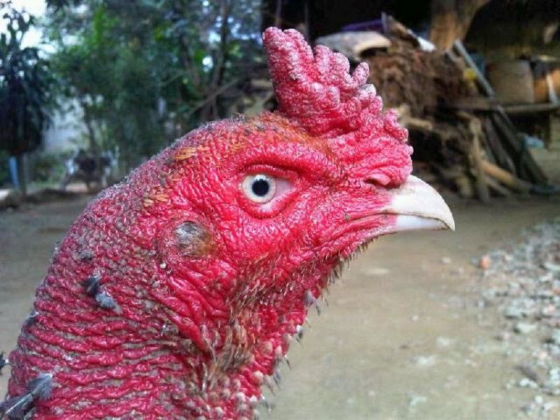 Khi ăn phải thức ăn bị nhiễm độc cũng sẽ khiến gà bị tái mặt