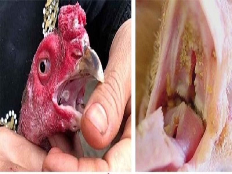Những nguyên nhân nào khiến gà bị nấm họng