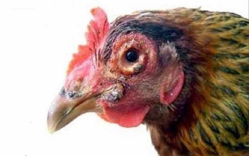 Cách chữa bệnh nấm ở vòm họng cho gà