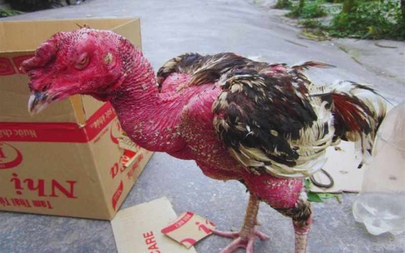 Tại sao gà bị ốm teo lườn