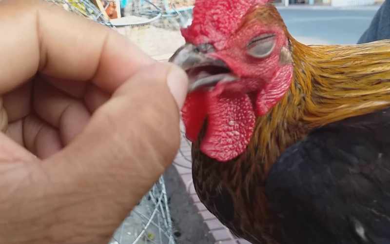 Nguyên nhân nào khiến gà mắc bệnh sổ mũi?