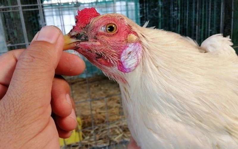 Những nguyên nhân nào khiến gà soi bội?