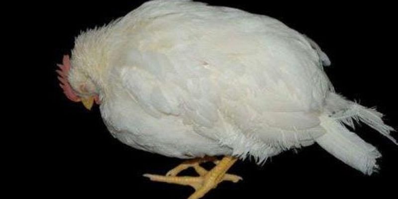 Bệnh E.Coli cũng là nguyên nhân dẫn đến gà ủ rũ xệ cánh