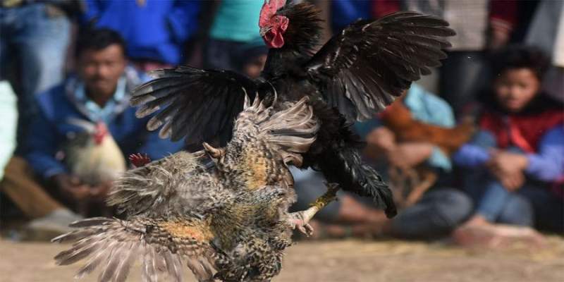 Nét đặc trưng của gà Cọp Campuchia với cú đá chí mạng