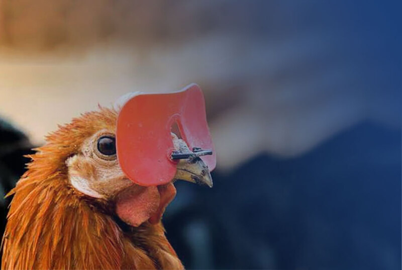 Đeo kính cho gà là một hình thức giúp chống hiện tượng gà cắn mổ lông của nhau