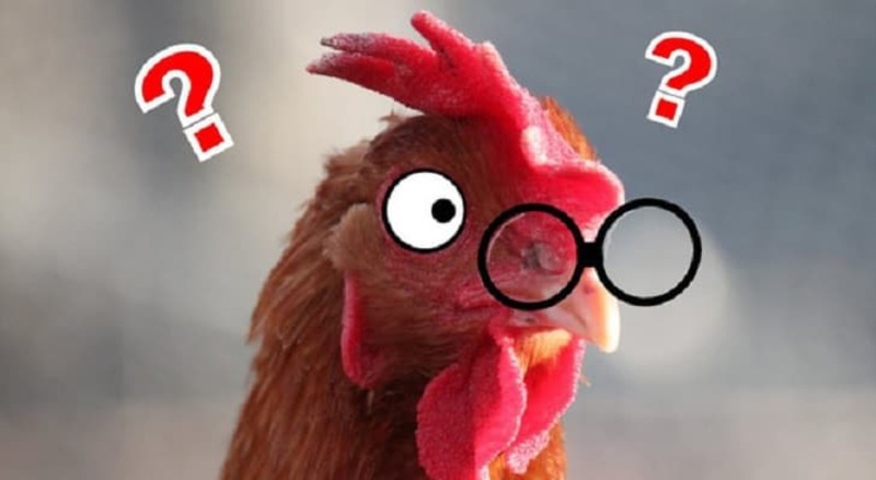 Những ưu điểm và nhược điểm khi đeo kính cho gà