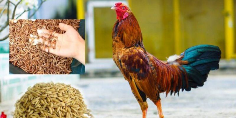 Tình trạng gà không chịu ăn lúa khá nghiêm trọng và không nên chủ quan