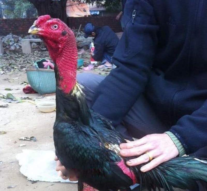 Nguồn gốc của gà bắt nguồn từ vùng đất Nghệ An 
