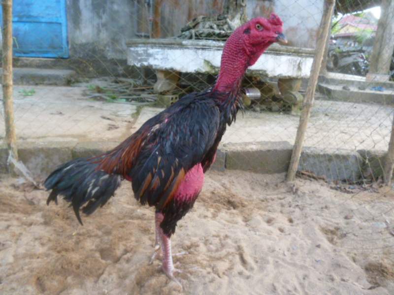Loại gà này có bộ lông màu đen tuyền, kết hợp với chân vàng cam