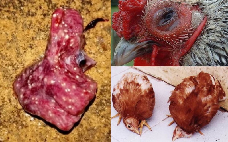 Có nhiều nguyên nhân khiến gà bị bệnh nấm phổi