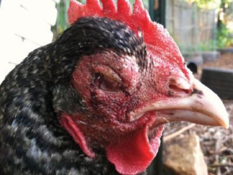 Triệu chứng quan trọng khi gà bị bệnh sưng phù đầu