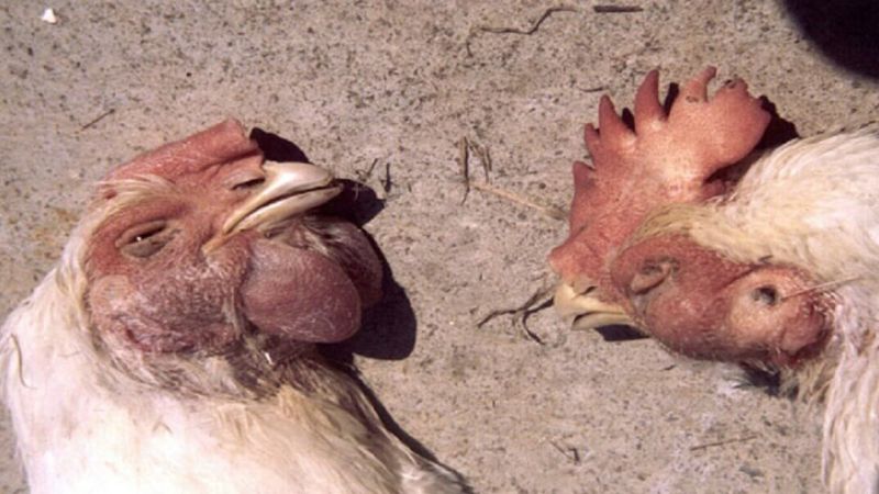 Hiểu rõ nguyên nhân bệnh tụ huyết trùng ở gà để ngăn ngừa