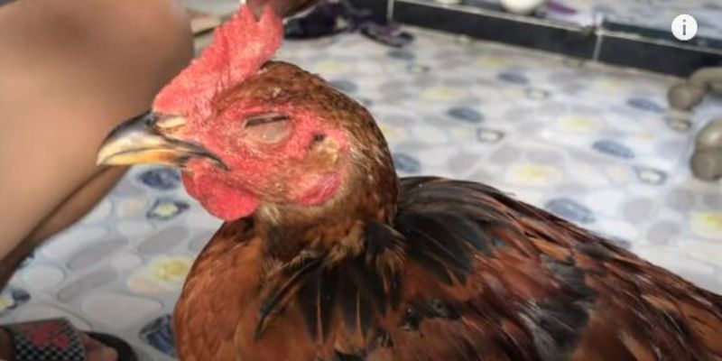 Tác hại khi gà bị mù mắt là gì?