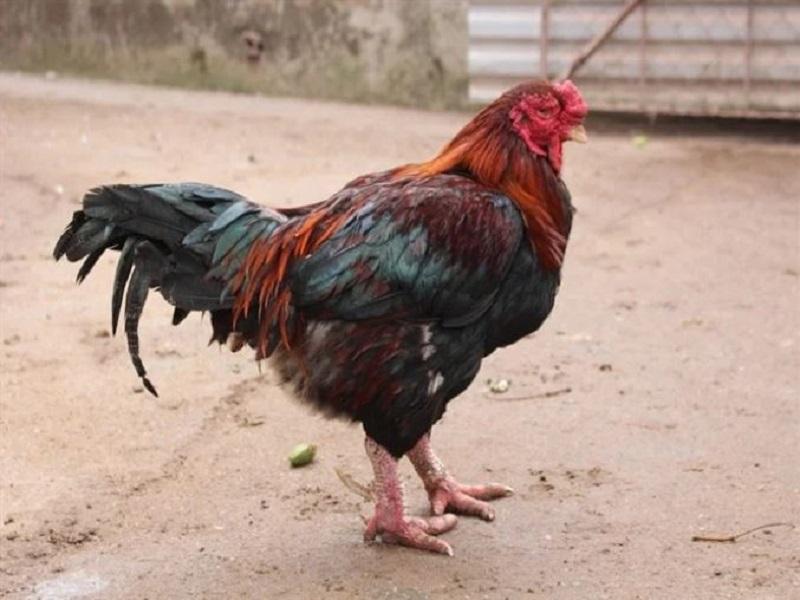 Đây là giống gà hiếm ở Hà Nam