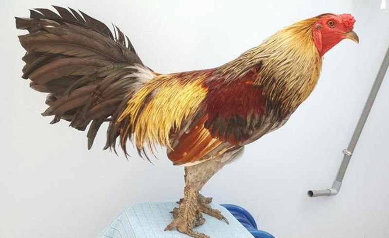 Gà vảy rồng một loại giống gà có nguồn gốc từ Hoa Kỳ