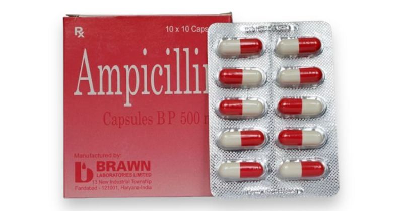 Hãy sử dụng thuốc Ampicillin cho gà cần tuân thủ đúng hướng dẫn