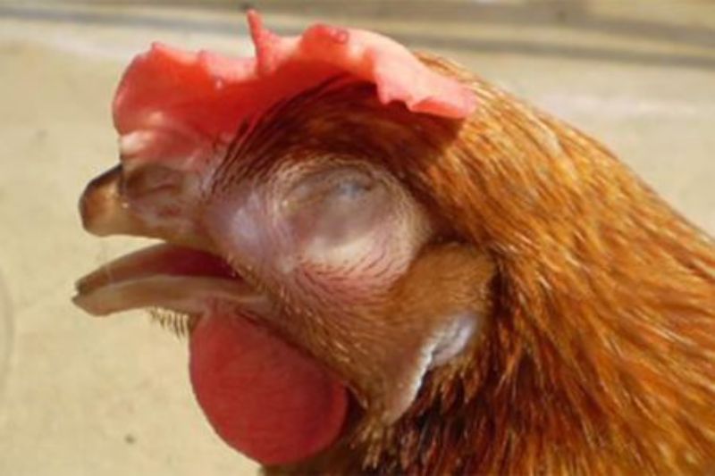 Bệnh hen khẹc là một bệnh viêm đường hô hấp mãn tính ở gà 